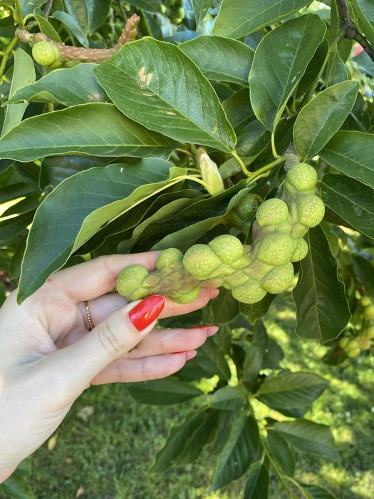 Magnolia drzewiasta nasiona magnolii 6x drzewo