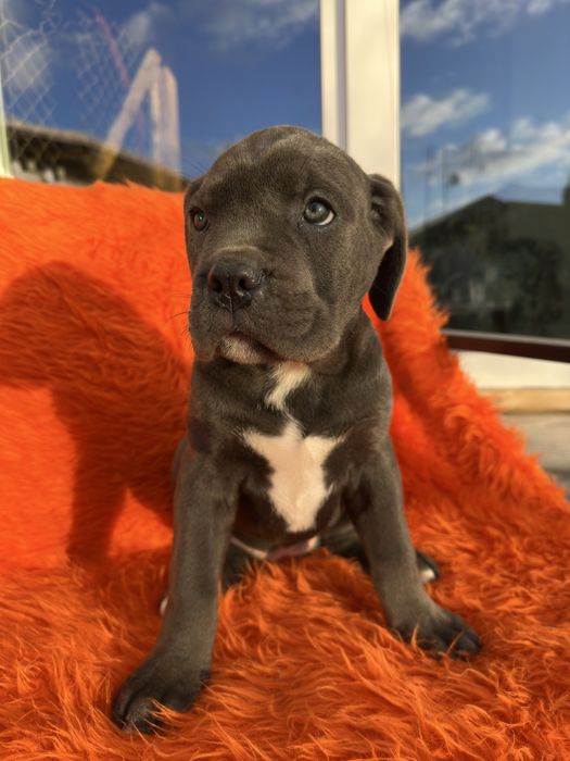 Дівчинка кане-корсо сіренька 2м