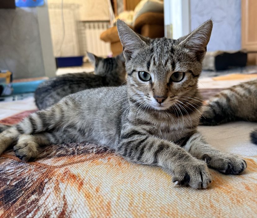 Кошеня котик шукає родину