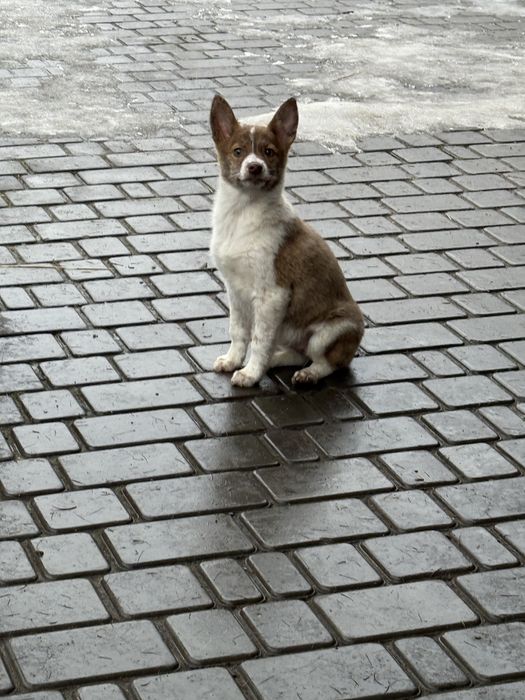 Прилаштовується цуцик