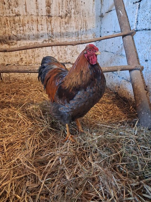 Kogut wyandotty czerwono-niebiesko luskowany
