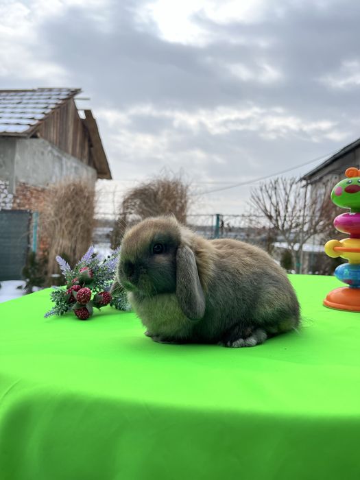 Красуня NHD.Карликові баранчики,кролики