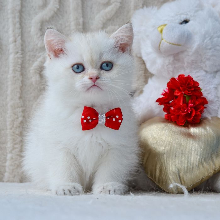 Розкішний британський красень