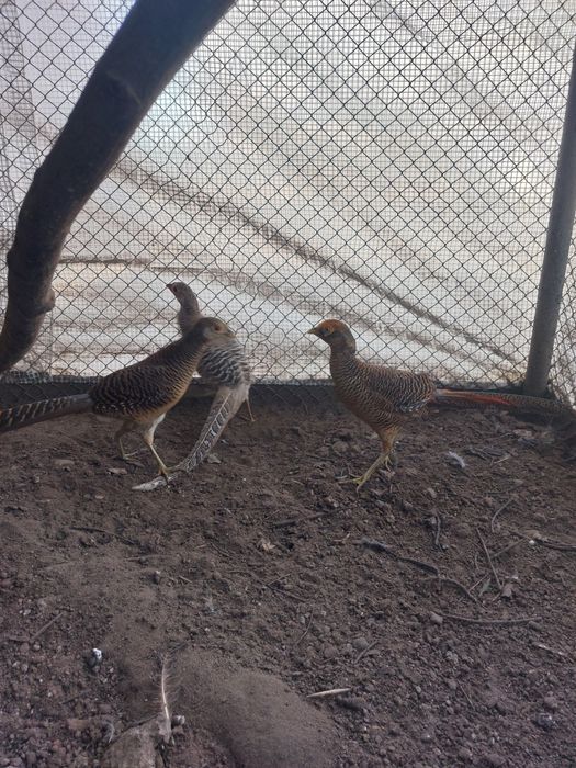 Bażanty złote kurki