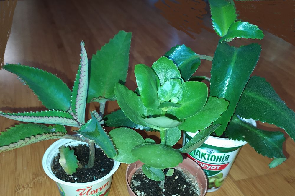 Лечебные комнатные растения фото Лечебные комнатные растения фото