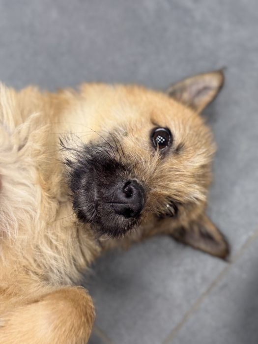 Цуценя хлопчик в добрі руки.