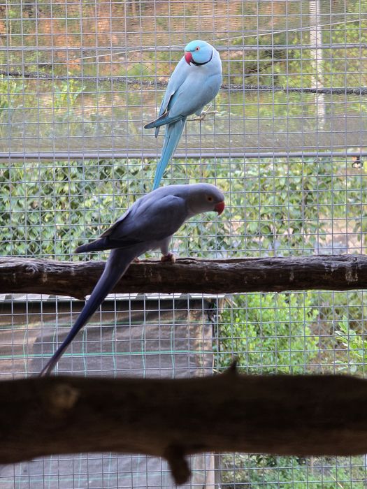 Lote ring necks para cedência