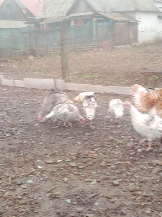 Продам молодняк індиків та пітухів.