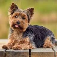 Yorkshire Terrier puro