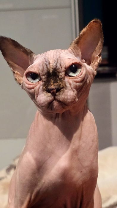 Kotka Sfinks po kastracji  z wyprawką – cudowny charakter!