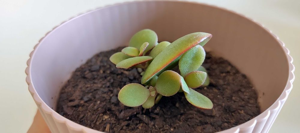CRASSULA OVATA (Árvore do dinheiro / Jade) em vasos de 13cm