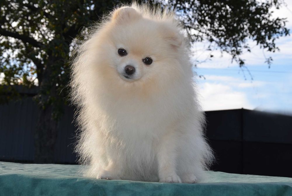 Кремовая померанка ( мини)в поиске семьи.