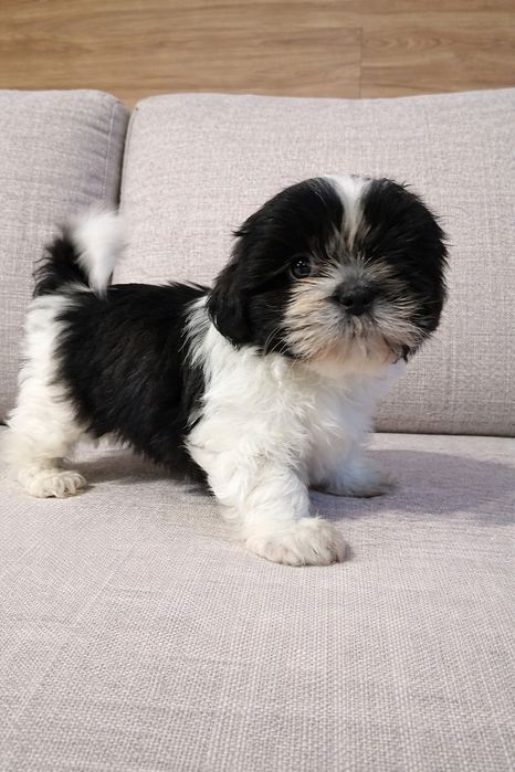 Uroczy shih-tzu gotowy do odbioru