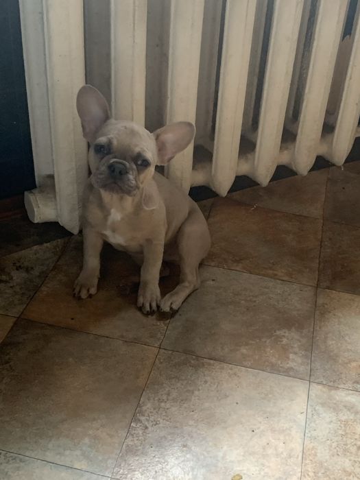 Девочка французик. Изабеллова мерле