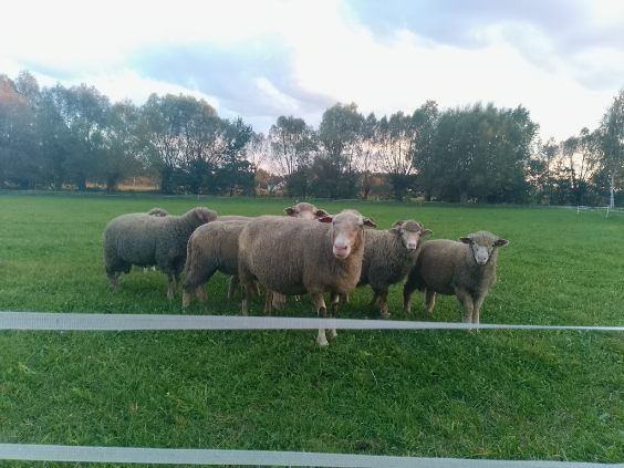 Skup koni bydła owiec cieląt