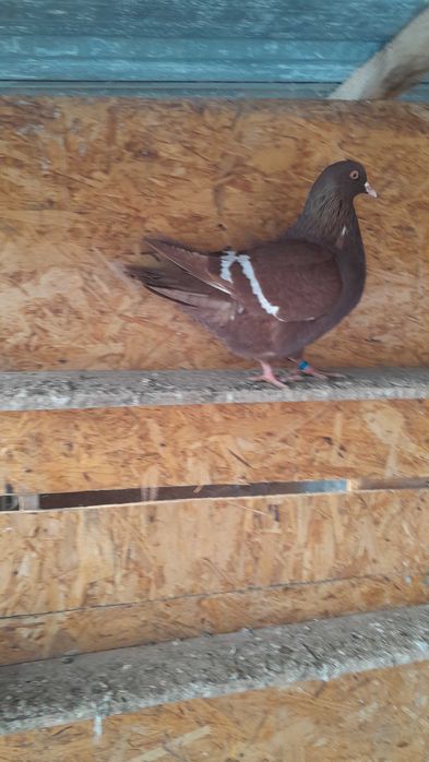 Sprzedam gołębie rysie