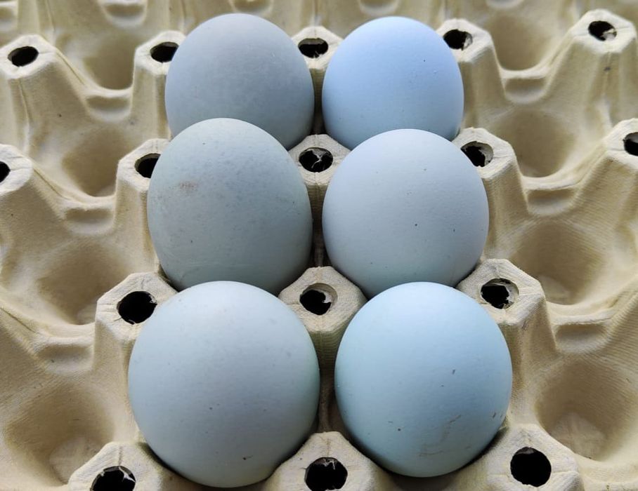 Jaja lęgowe LEGBAR CREAM