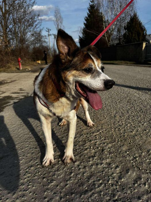 Zdziś – łagodny pies szukający odpowiedzialnego domu