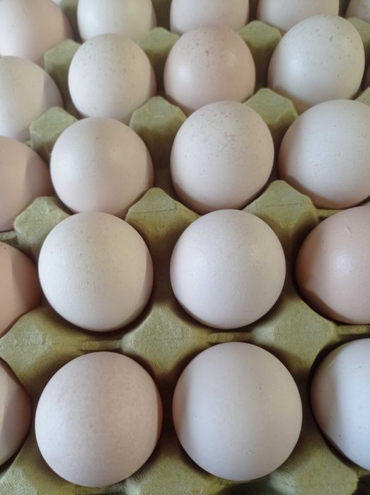 Jajka kremowe: S,M,L,XL