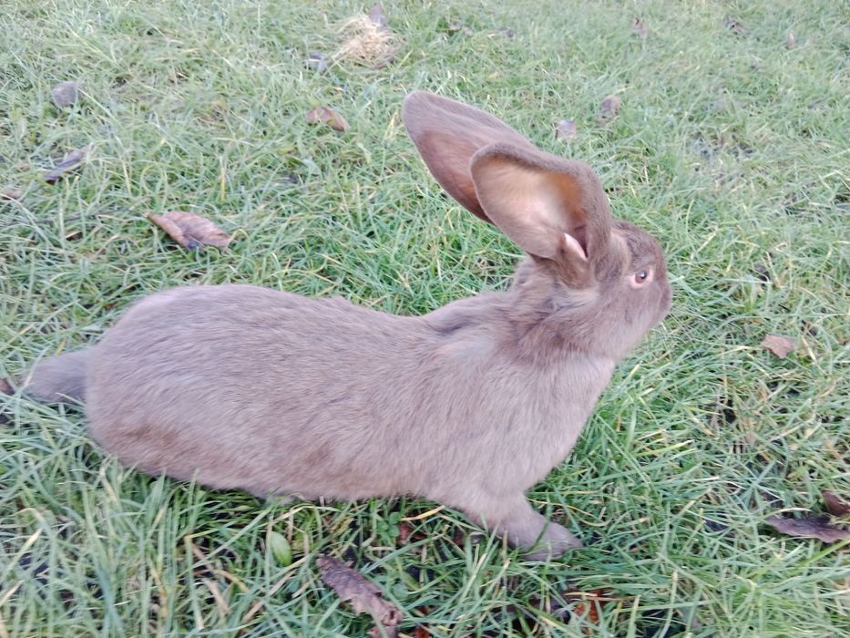 Samiec WJS rodowód wysyłka