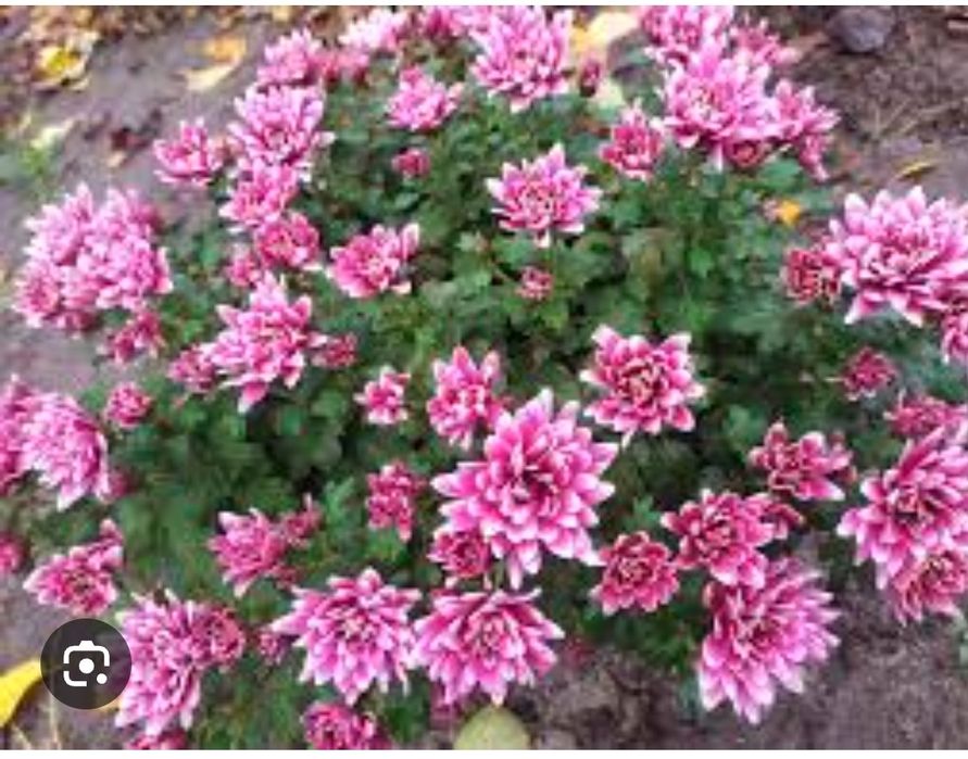 Хризантема. Мультифлора. Горщикова. Різні сорти.