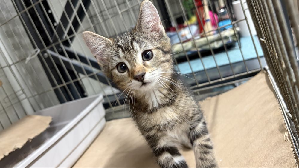 Kotki do adopcji
