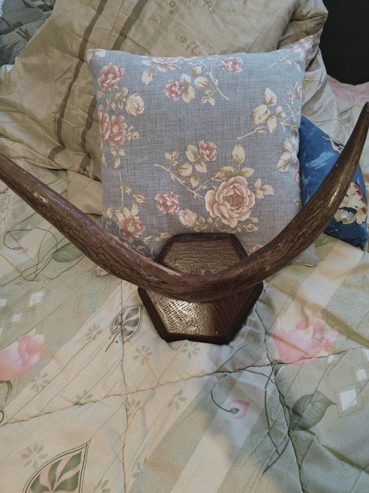 Рога оленя на дерев'яній основі