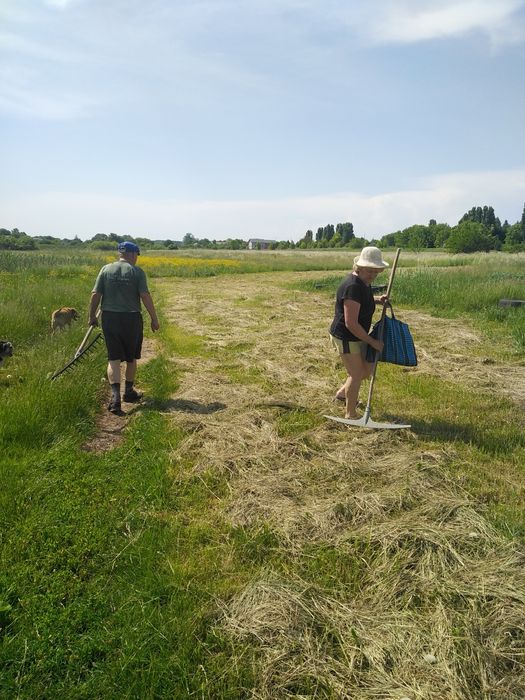 Продам сіно, різнотравʼя, лугове, укос 2025 року
