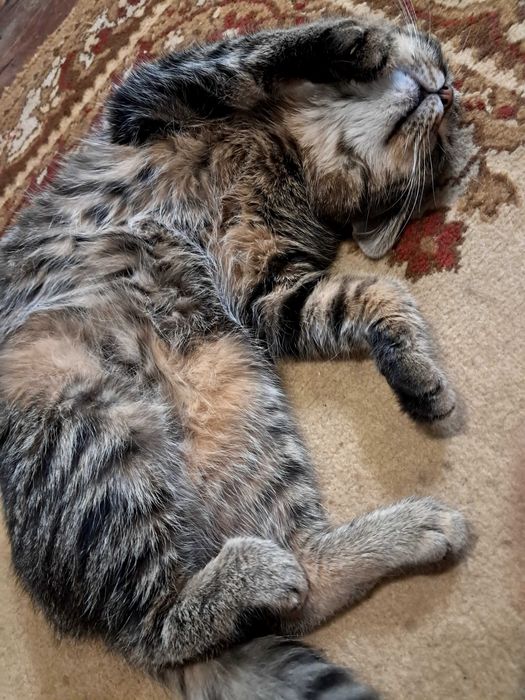 Подарую кошеня 10 міс.Дівчинка.