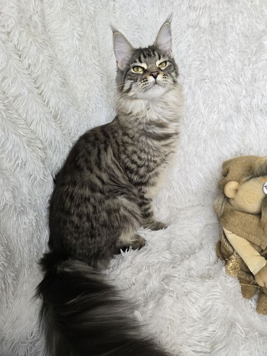 Шикарные котята породы Мей Кун