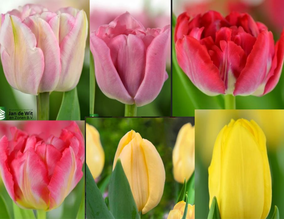 Тюльпани до 8 Березня від виробника — зріз, передзамовлення.