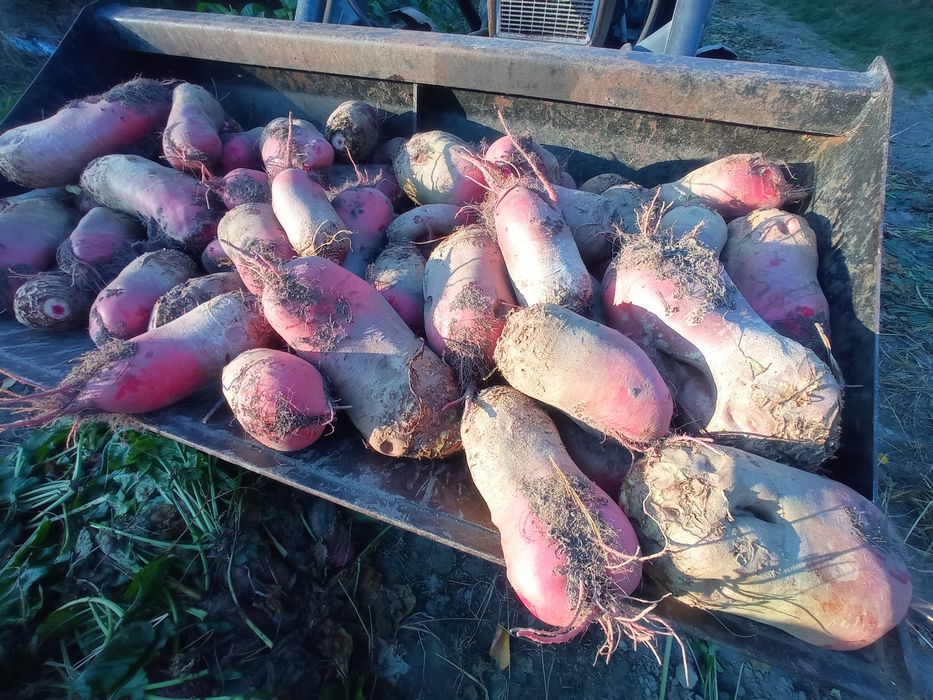 Buraki pastewne czerwone ekologiczne