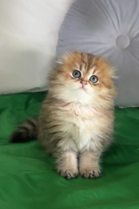 Неймовірної краси дівчинка Scottish fold