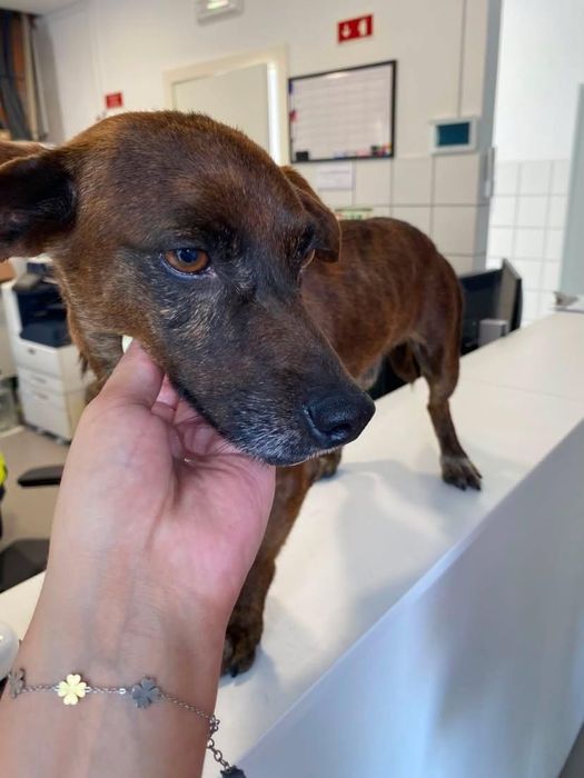 Cão macho de porte pequeno para adoção responsável