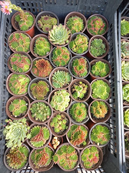 Suculentas "mini"