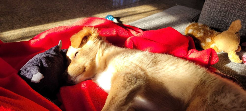 Cadelinha para adopção