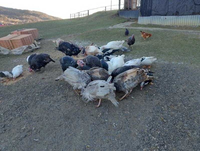 Sprzedam indyki staropolskie