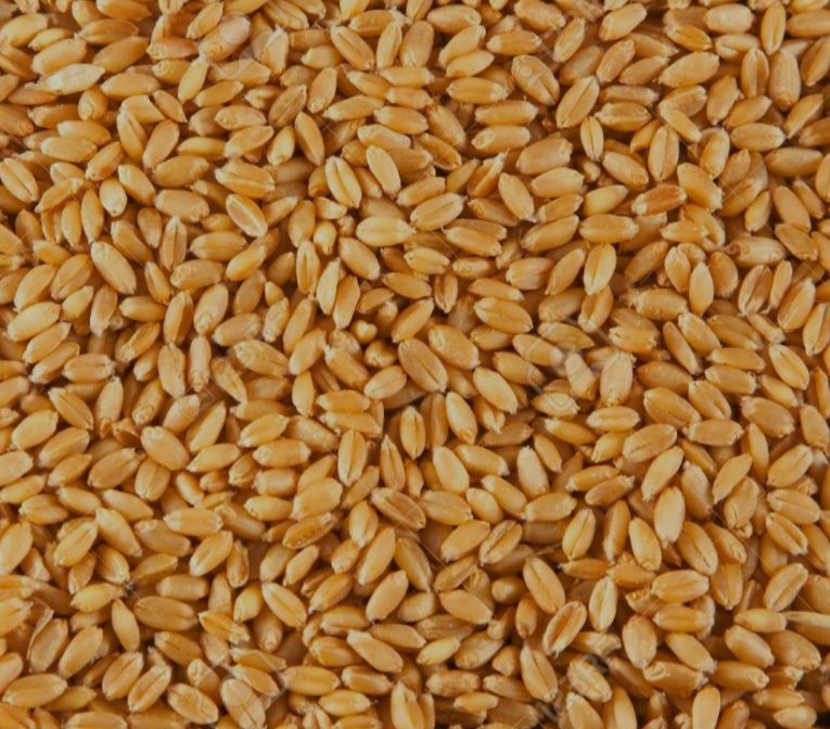 Pszenica konsumpcyjna na kilogramy - worki 25kg