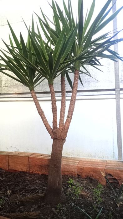 Planta árvore yucca jardim