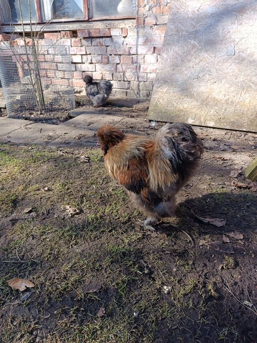 Kuguty Silki Dorosłe