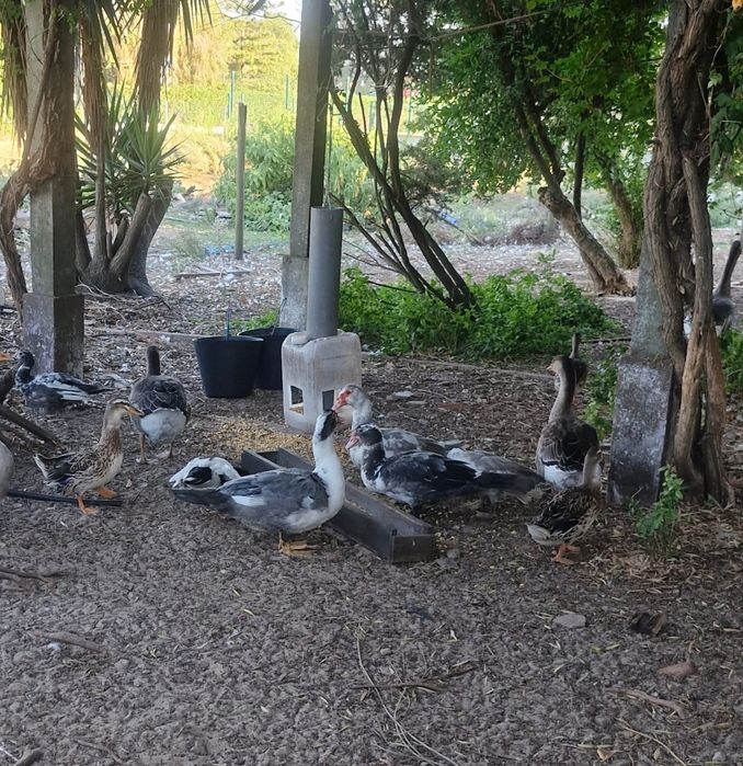 Patos reais ( bravos)