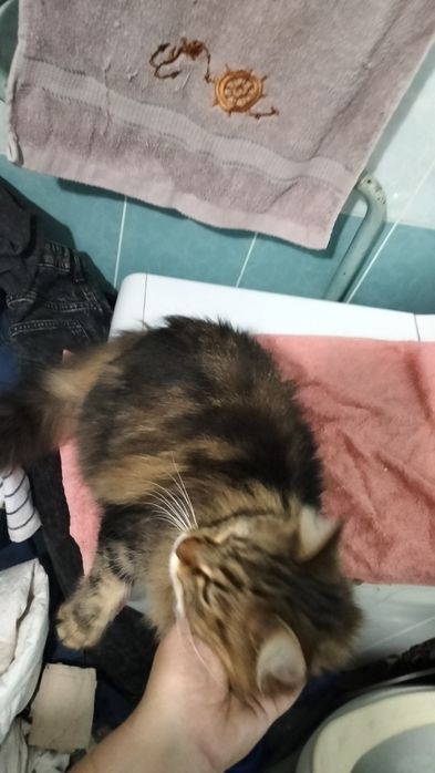 Шукає родину метис бенгальця