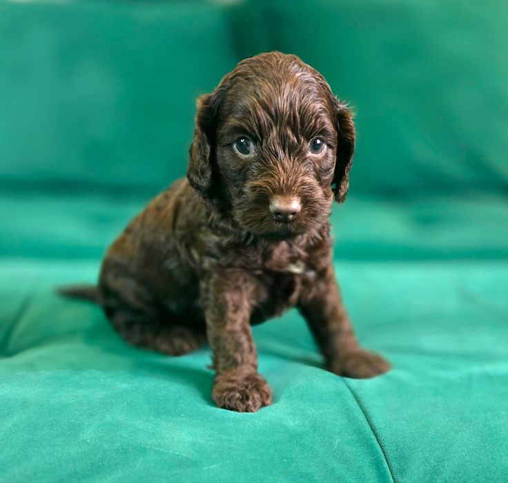 Czekoladowy piesek cockapoo
