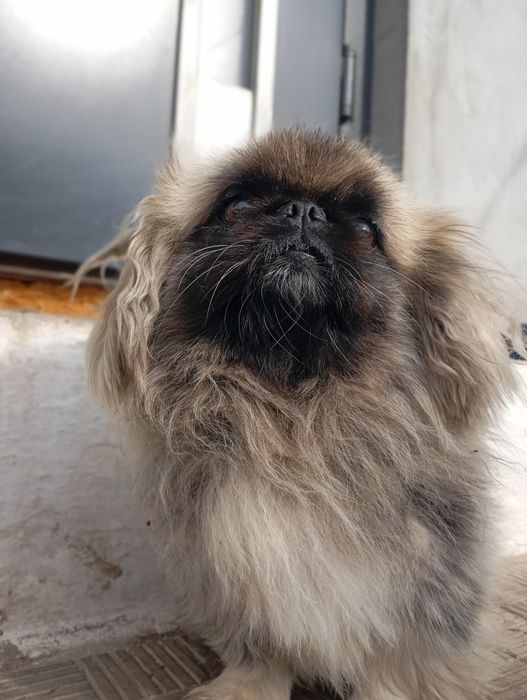 Королівський пекінес в'язка