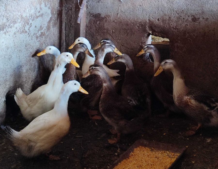 Vendo Patos Rouen e pequins deste ano