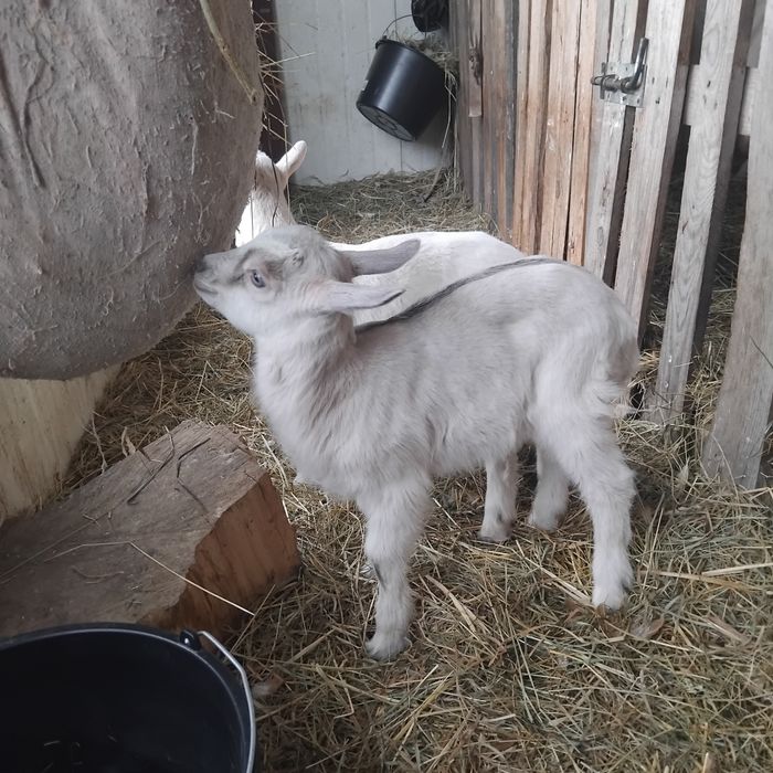 кізочки вік 2 місяці