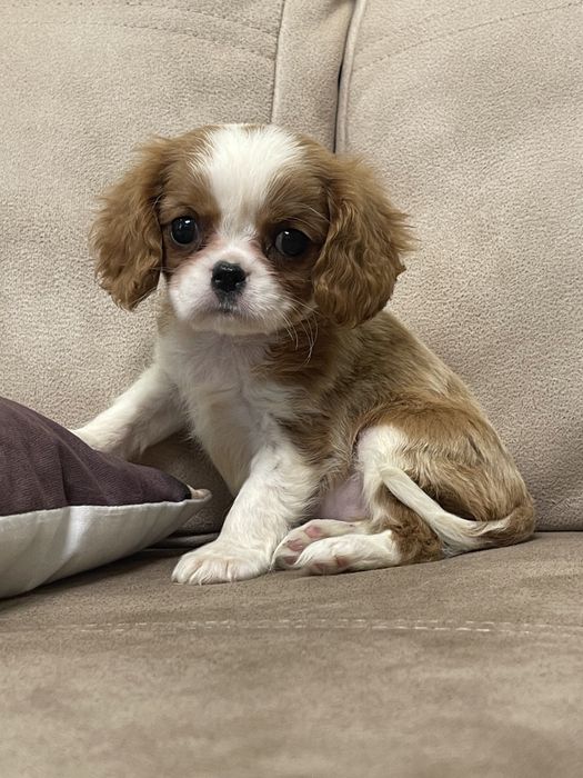 Кавалер кинг чарльз спаниель мальчик