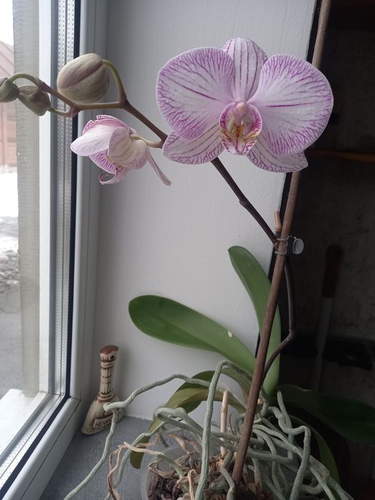 Продам орхідею, квітка велика