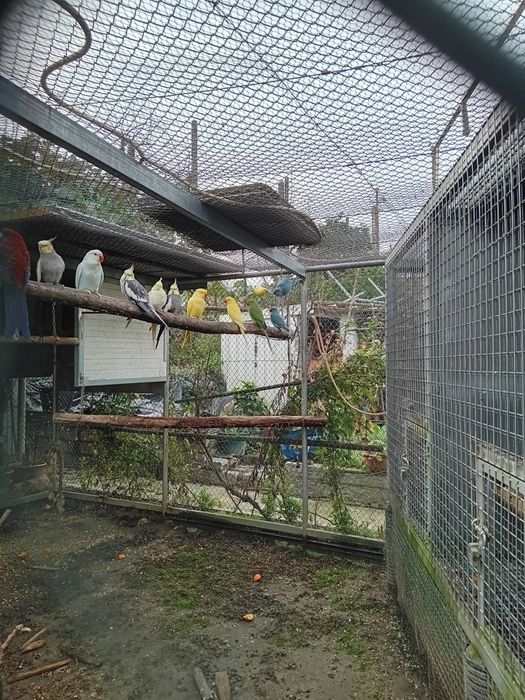 Ring neck novos de 2025