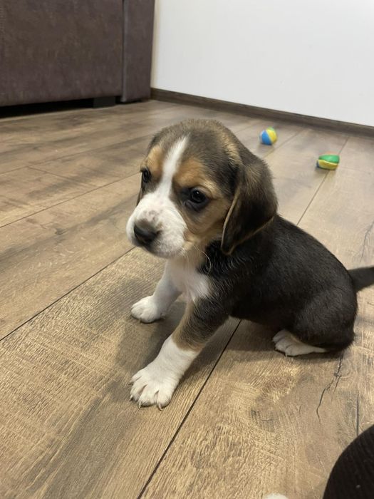 Англійські біглі триколор